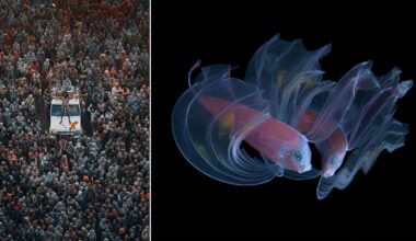 The image is split: on the left, a car is surrounded by a dense crowd of people; on the right, two translucent fish swim gracefully against a black background.