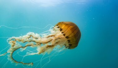 Everything you need to know to swerve the jellyfish swarms