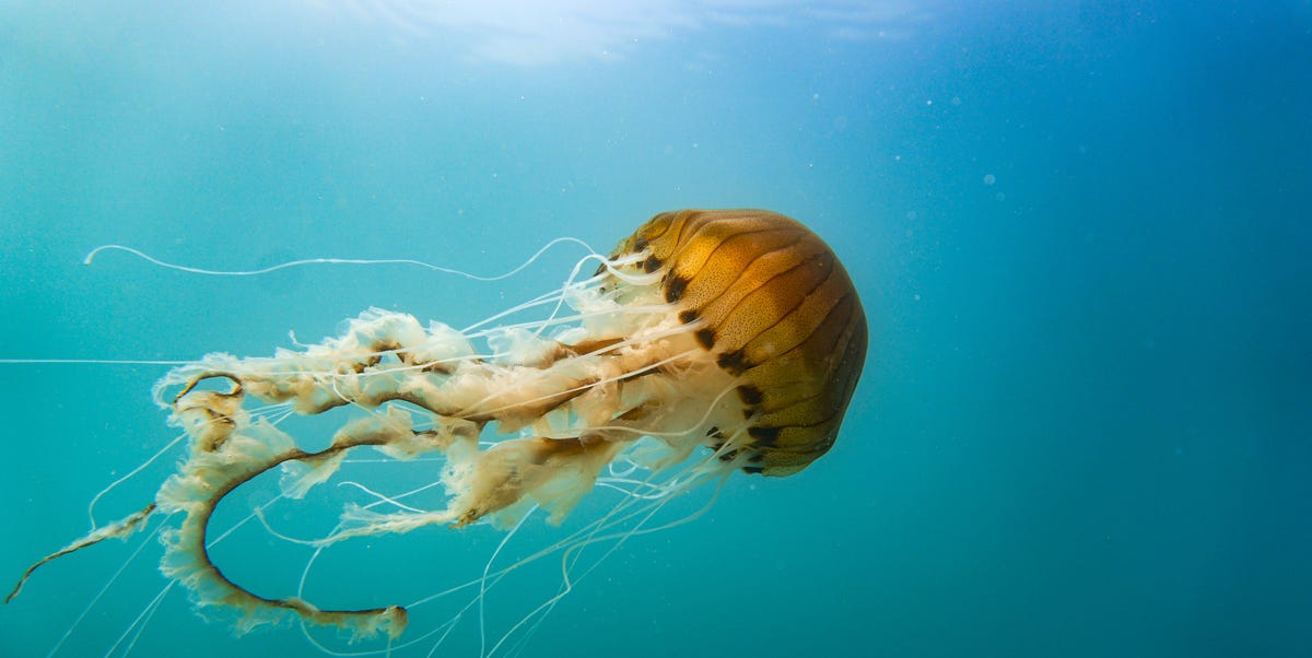 Everything you need to know to swerve the jellyfish swarms