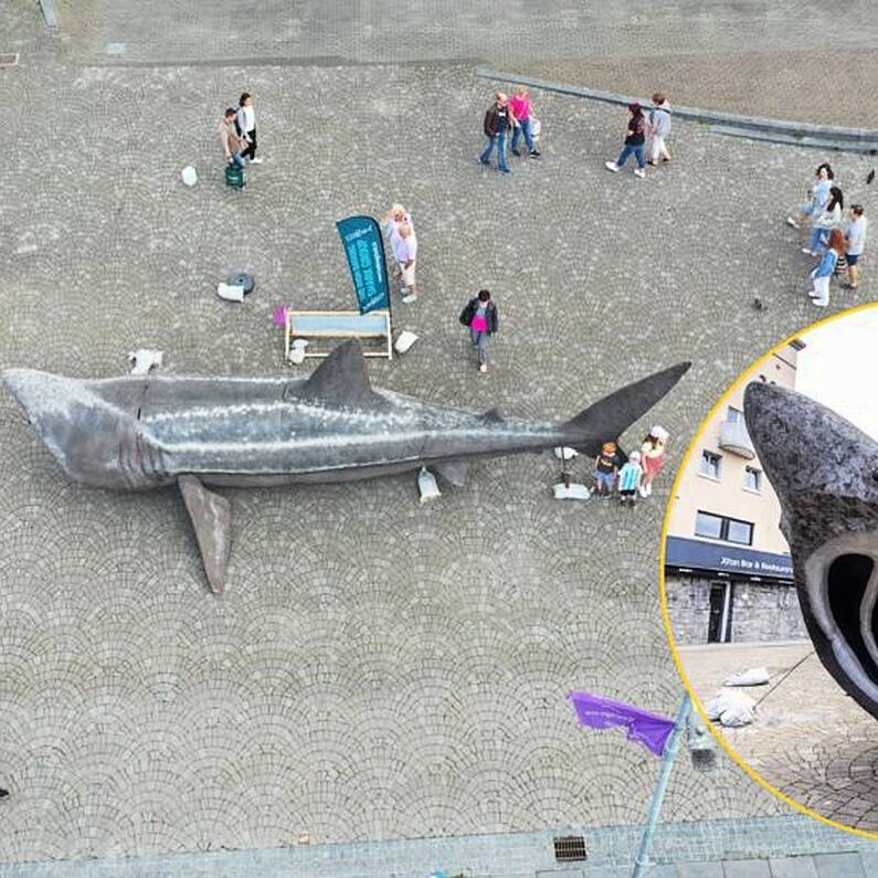 Life-size basking shark model on display at ATU Galway