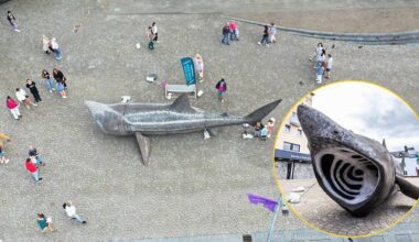 Life-size basking shark model on display at ATU Galway
