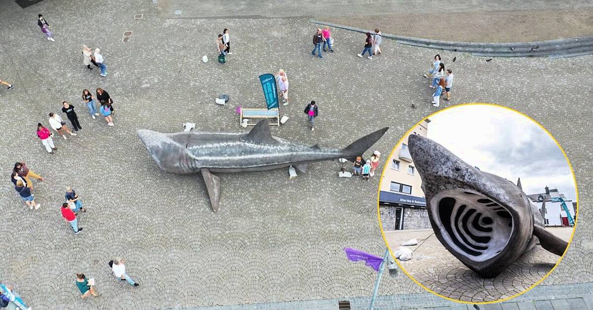 Life-size basking shark model on display at ATU Galway