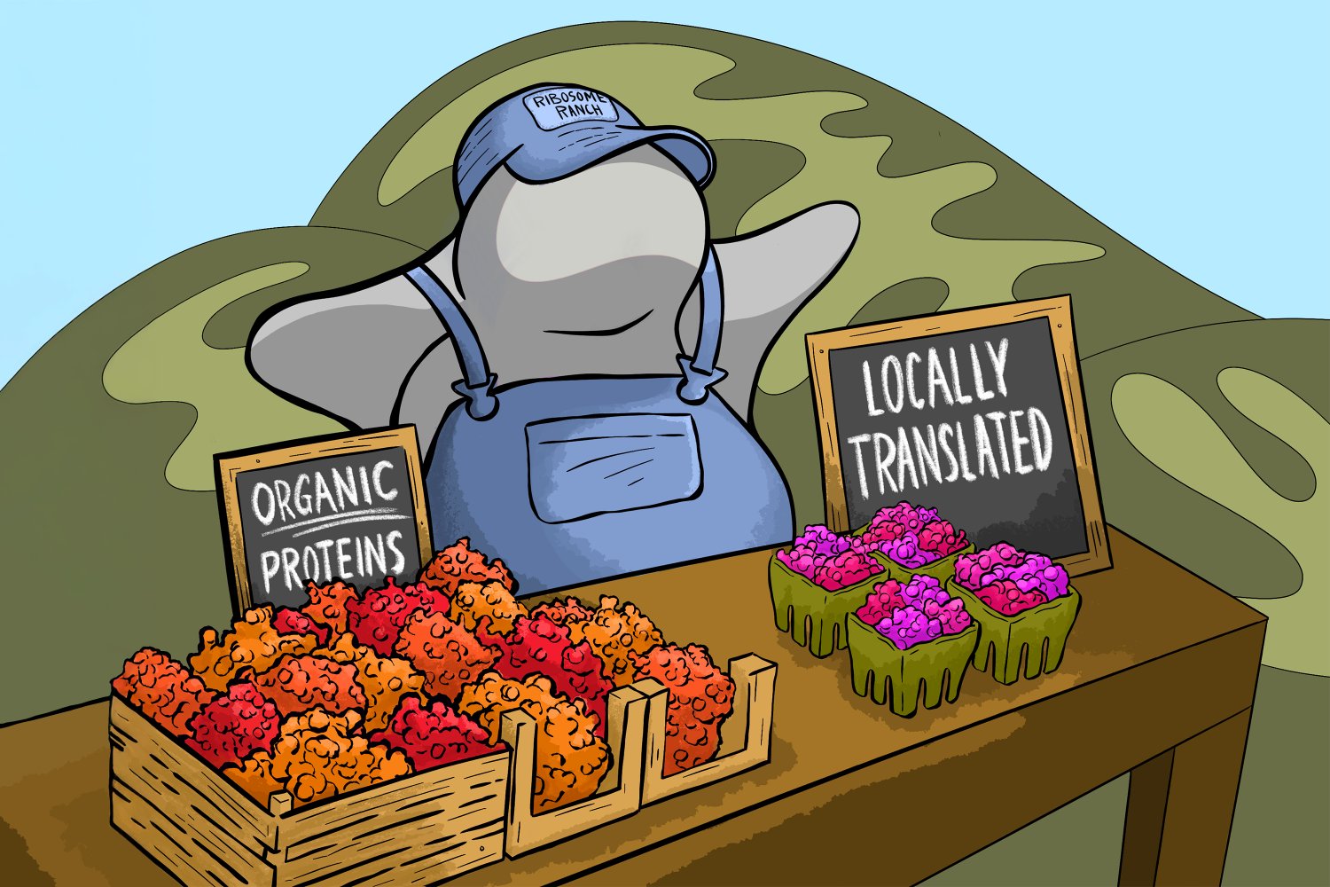 Locally produced proteins help mitochondria function | MIT News