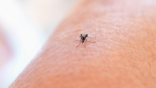 Dengue is a viral infection that spreads from mosquitoes and is common in tropical climates(unsplash)