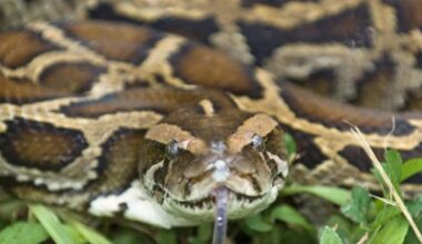 Florida enlists robot bunnies to manage invasive pythons