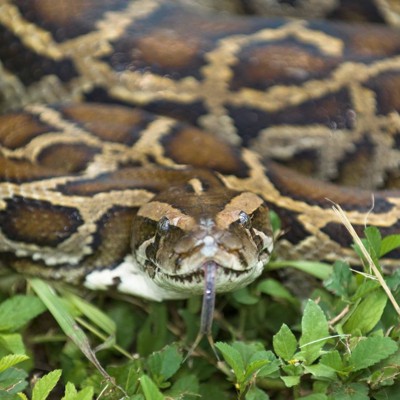 Florida enlists robot bunnies to manage invasive pythons