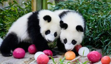 Berlin's newest panda twins, Leni and Lotti, celebrate their 1st birthday