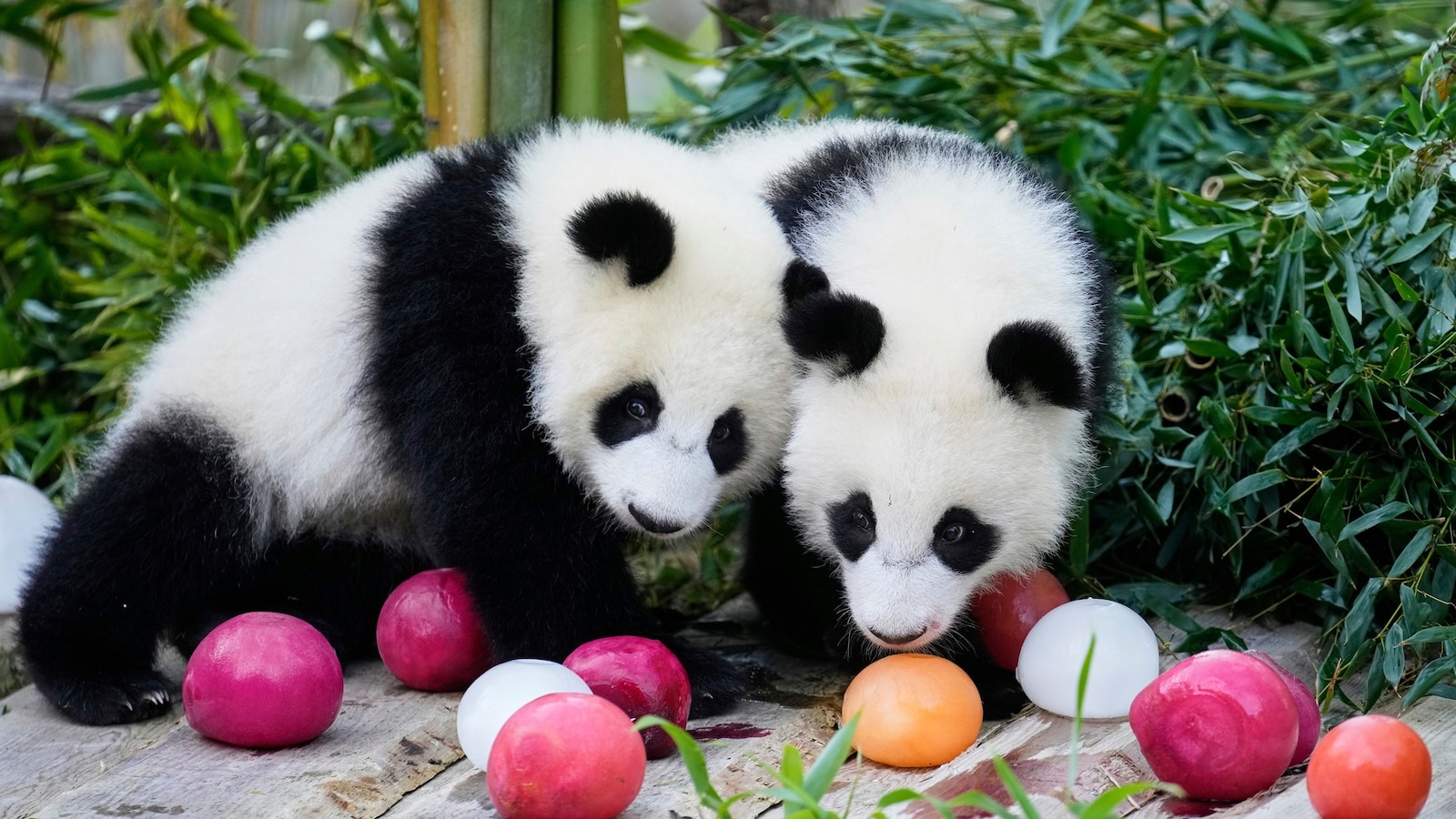 Berlin's newest panda twins, Leni and Lotti, celebrate their 1st birthday