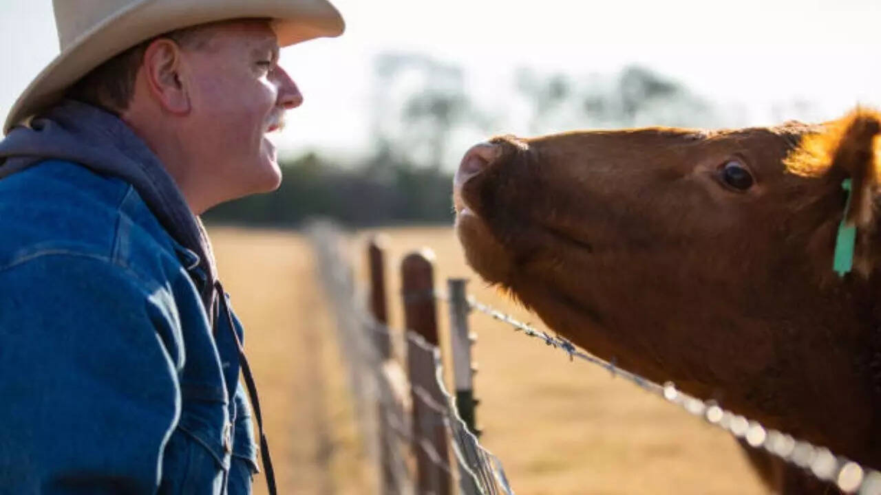 People in touch with farm animals can be vulnerable