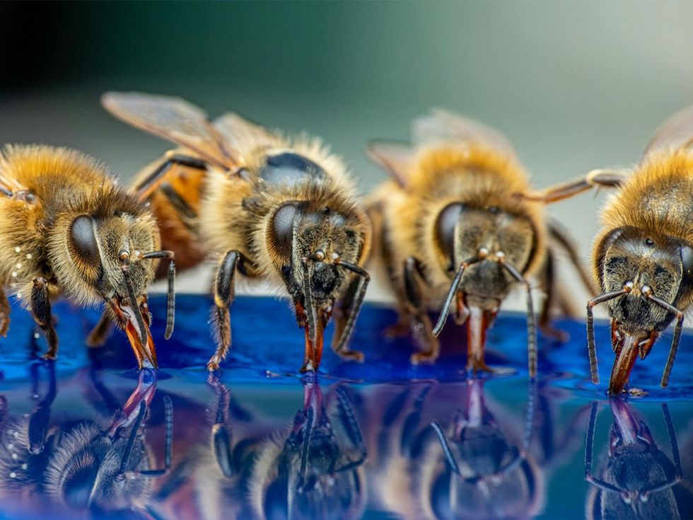 pollinators, crop yields, pesticides, bee colonies, farmers, agriculture, pollen