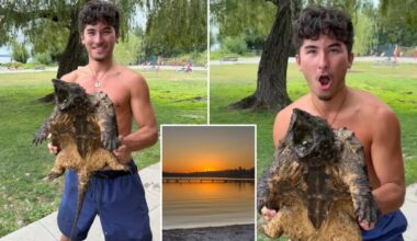 Lifeguard captures massive 'invasive' reptile lurking in Washington park
