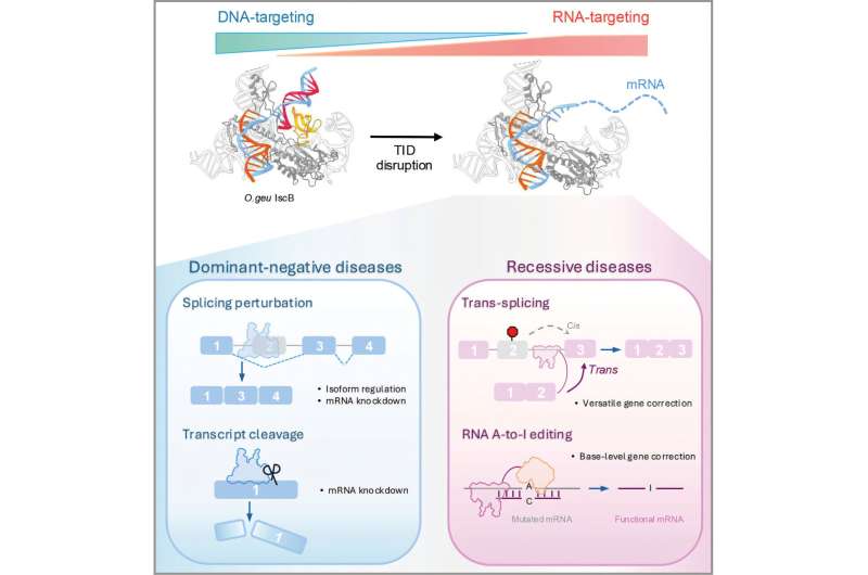 Risk management: Making gene therapy safer and more effective