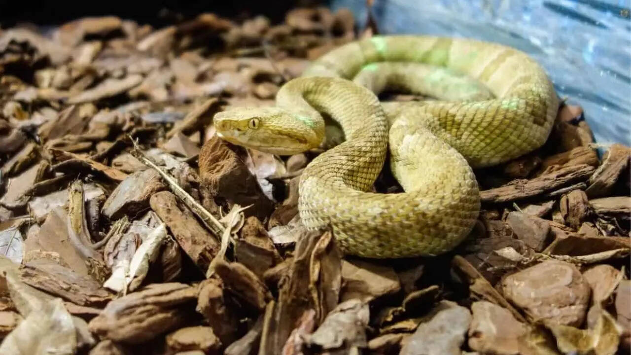 Snake Island is home to the world’s deadliest snakes
