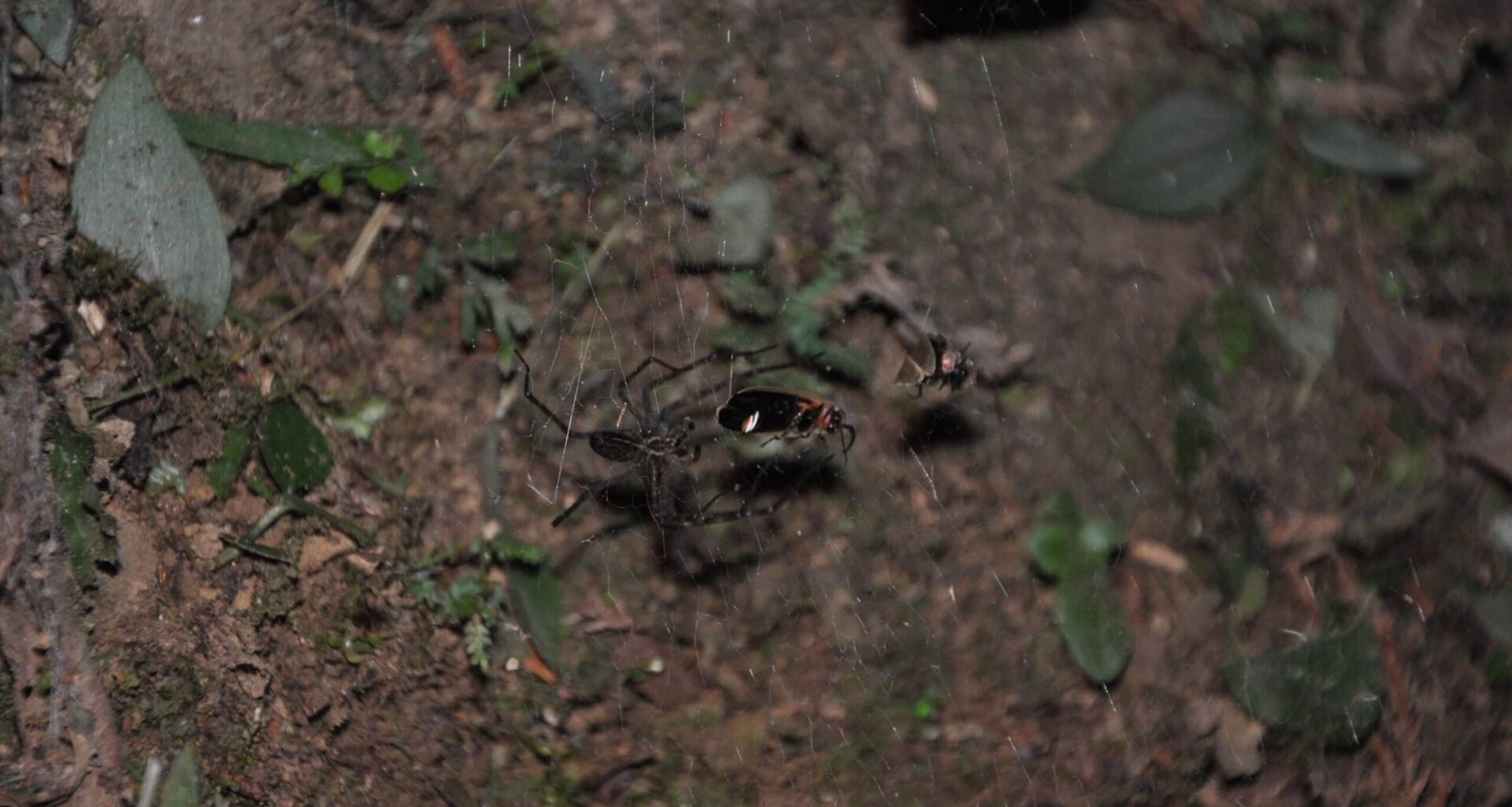 Spiders Are Trapping Fireflies in Their Webs and Using Their Glow to Lure Fresh Prey