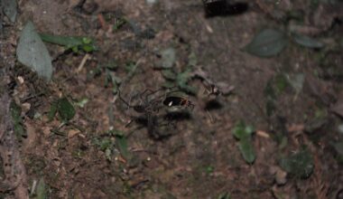Spiders Are Trapping Fireflies in Their Webs and Using Their Glow to Lure Fresh Prey