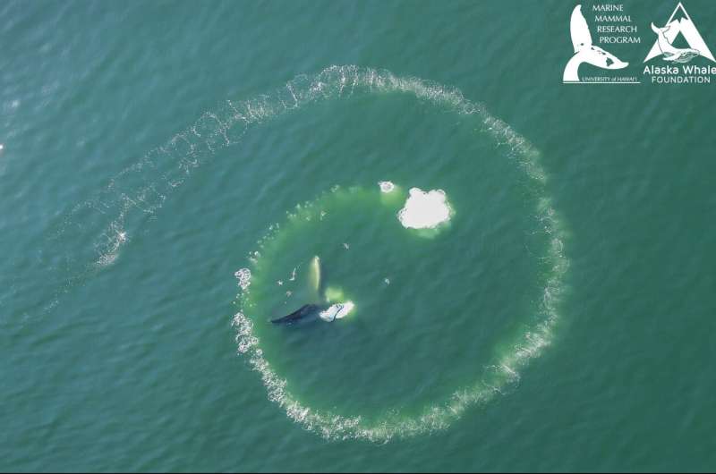 Study finds humpback whales only ones capable of bubble-net feeding