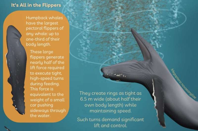 Study finds humpback whales only ones capable of bubble-net feeding
