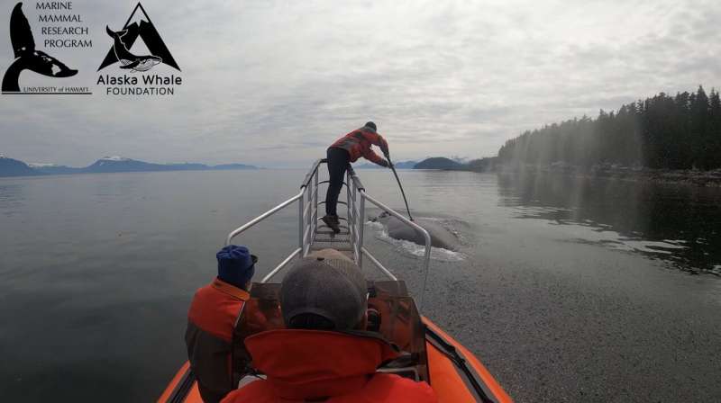 Study finds humpback whales only ones capable of bubble-net feeding