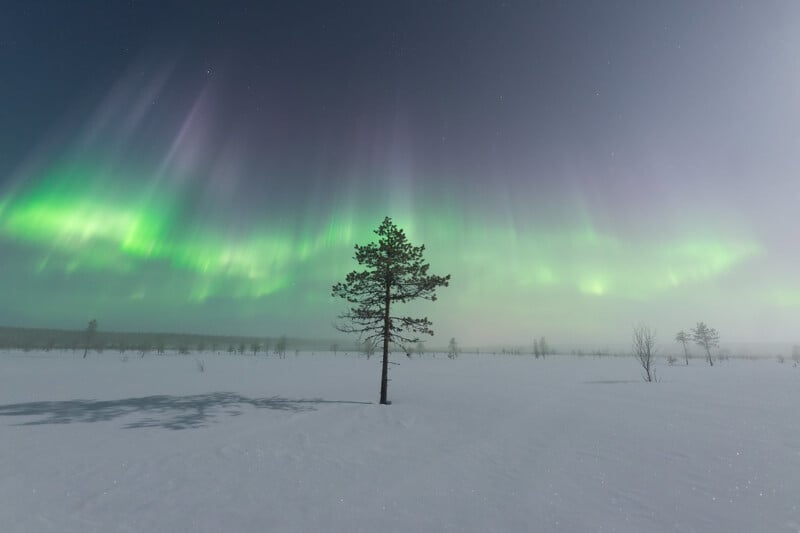 A lone tree stands in a snowy landscape under a sky illuminated by green and purple Northern Lights, with faint stars visible in the background.
