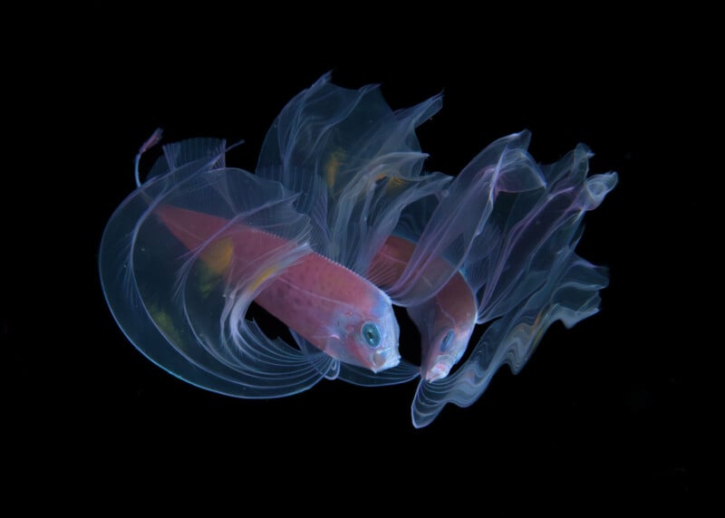 Two delicate, translucent juvenile fish with flowing fins and pinkish bodies swim against a black background, their fins creating graceful, ribbon-like shapes in the water.
