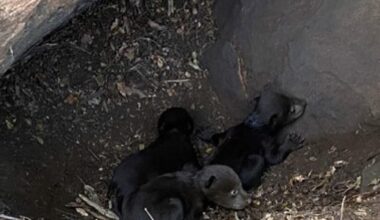 Black bear mom and cubs find home in Santa Monica Mountains