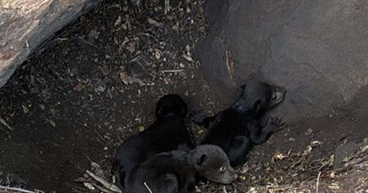 Black bear mom and cubs find home in Santa Monica Mountains
