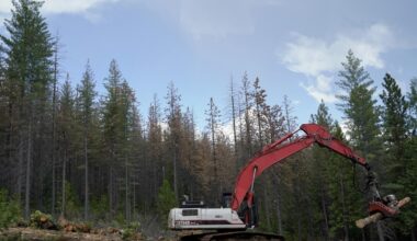 Why private logging land is more prone to severe fire than public lands