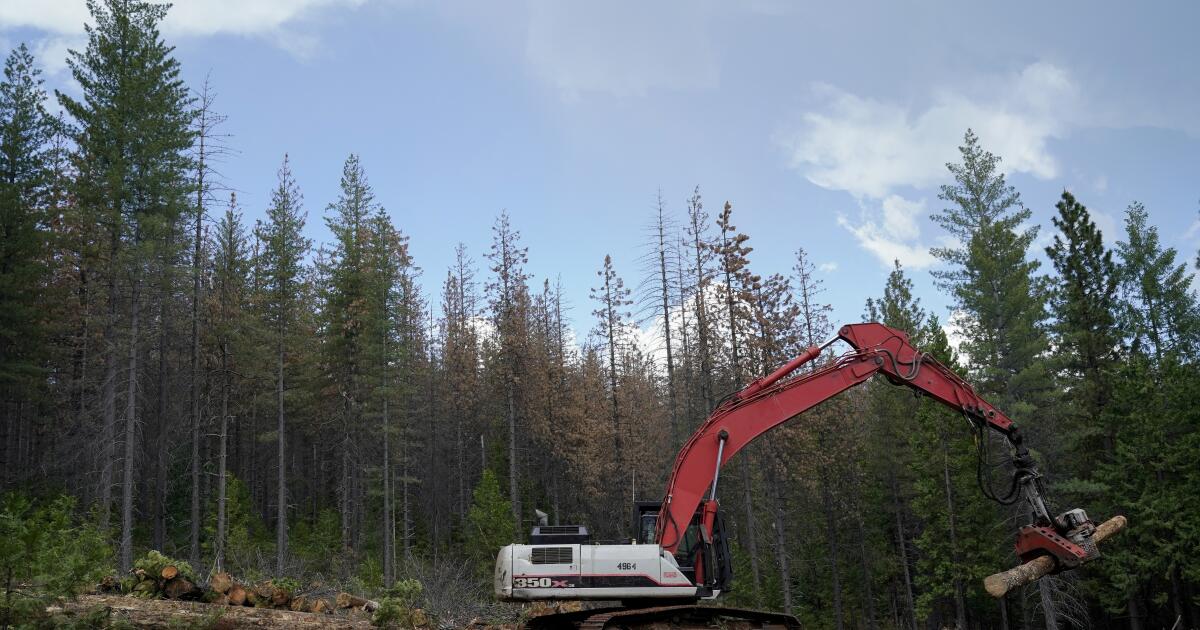 Why private logging land is more prone to severe fire than public lands