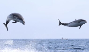High-flying dolphin antics observed off coast of Newport Beach