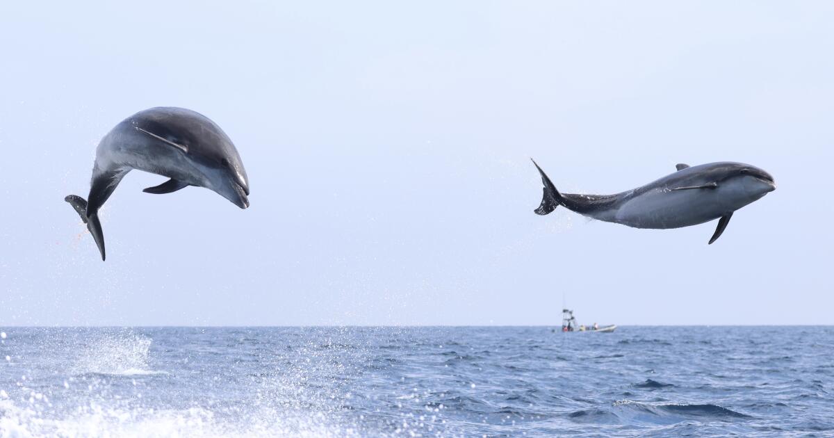 High-flying dolphin antics observed off coast of Newport Beach