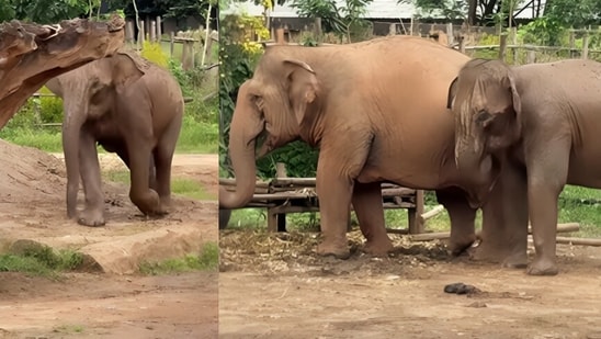A baby elephant melted hearts as it ran back to its mother after wandering off.(Instagram/lek_chailert)