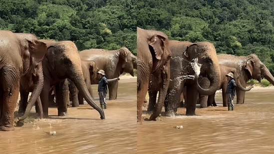A riverside bath video of elephants went viral.(Instagram/lek_chailert)