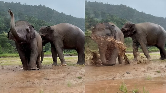 A clip captured elephants enjoying monsoon puddle.(Instagram/elephantnaturepark)