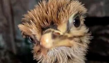 Kerry beekeepers hatch ostriches with DIY incubator