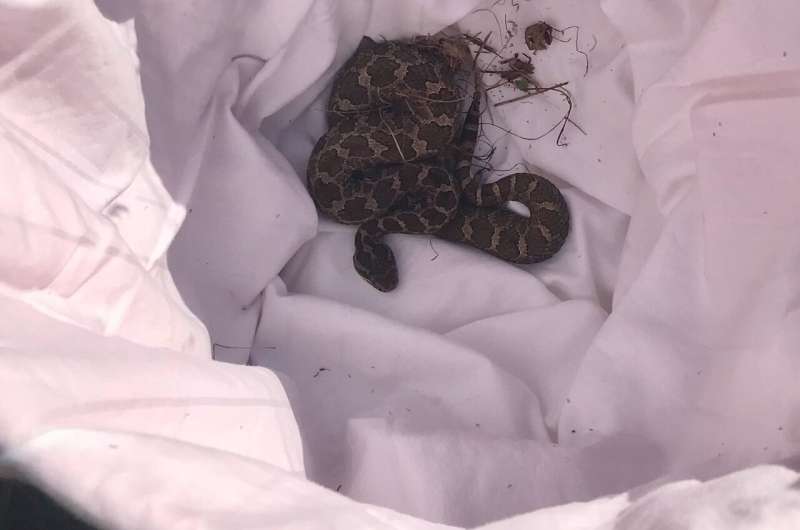 When rattlesnakes marry their cousins