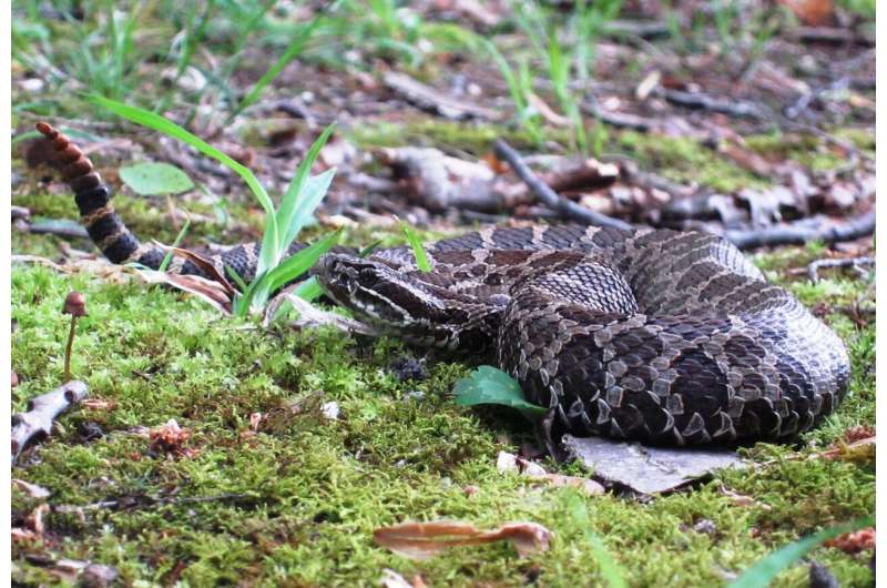 When rattlesnakes marry their cousins