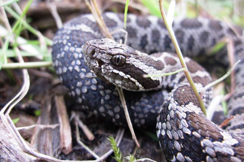 When rattlesnakes marry their cousins