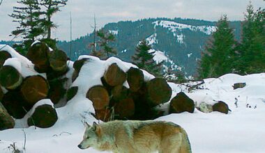 Drones blasting AC/DC, Scarlett Johannson help biologists protect cattle from wolves