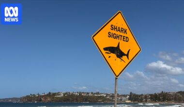 Fatal shark attack at Sydney beach reignites shark net debate