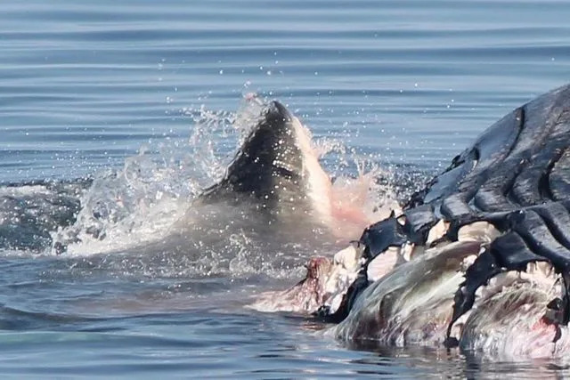 Freeport Whale & Seabird Tours/Facebook A great white shark eating a whale carcass in the Bay of Fundy on Sept. 2, 2025