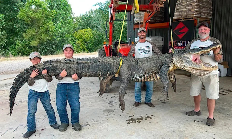 Near-record 14-foot alligator caught on opening day.