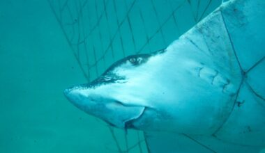 Do shark nets work? - ABC listen