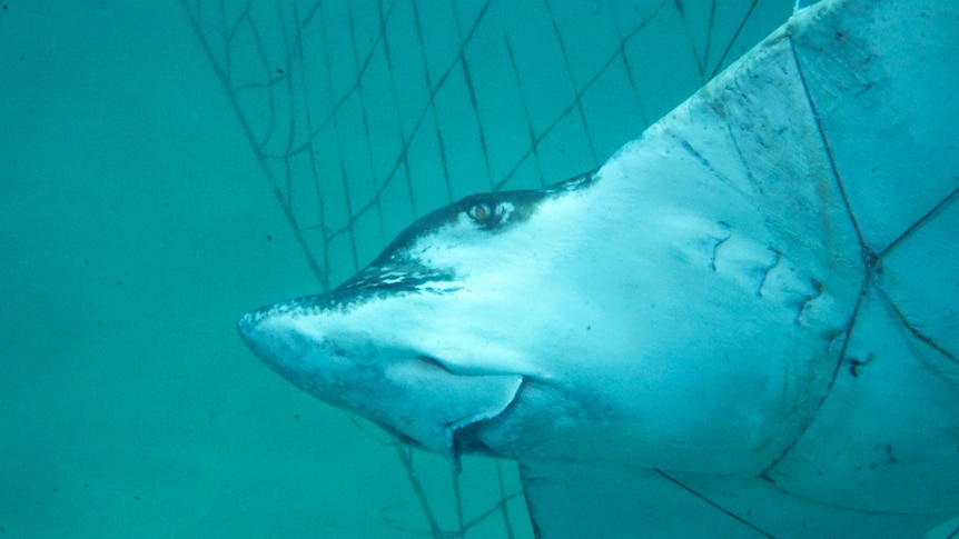Do shark nets work? - ABC listen