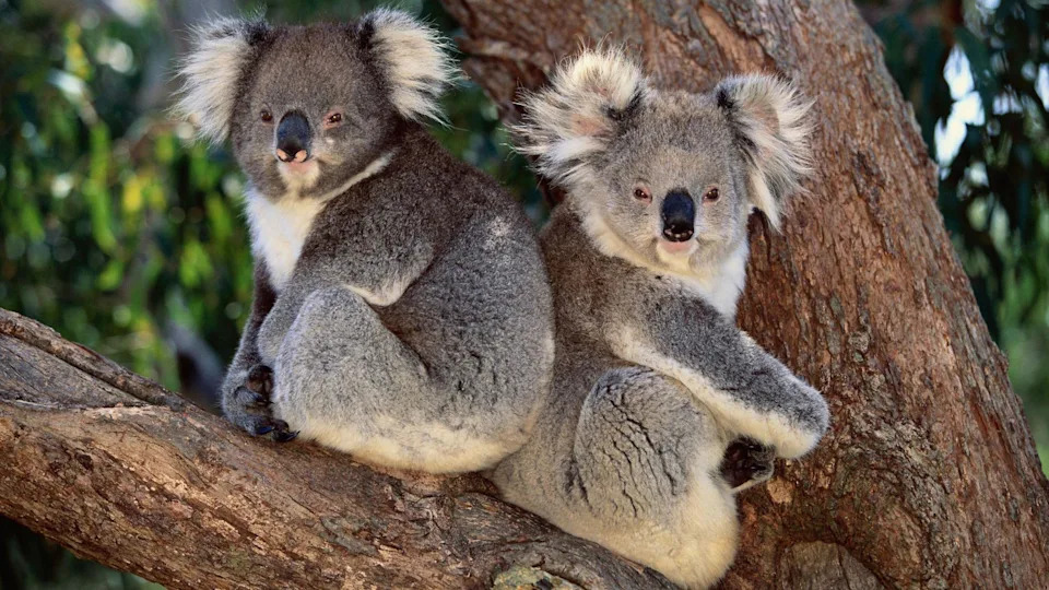 Two koalas sit on a branch, back to back, looking at the camera. 