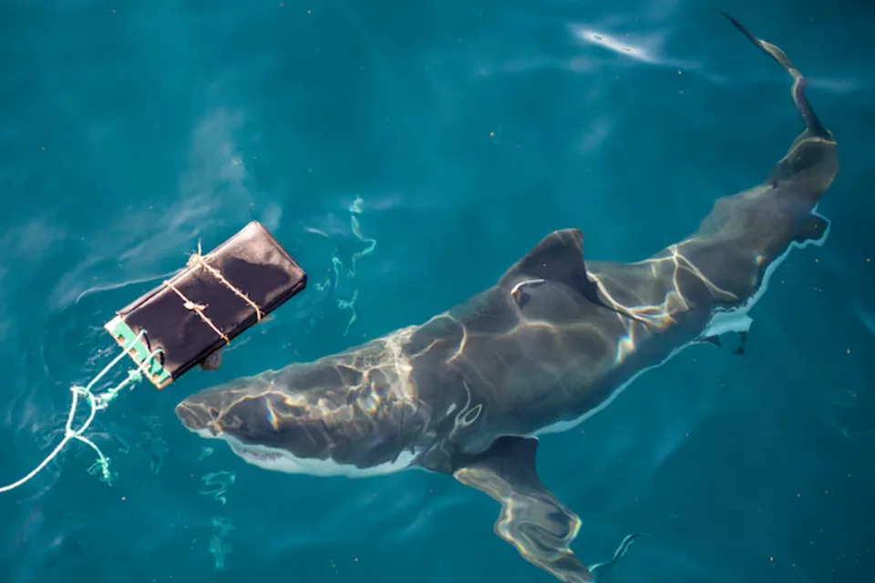 A white shark being tested by black wetsuit fabric.