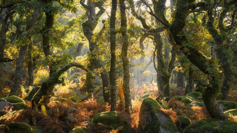 Sunlight streams through dense, moss-covered trees in an enchanting forest. Ferns and moss-covered rocks cover the forest floor, while shafts of light create a magical, serene atmosphere among the twisted branches.