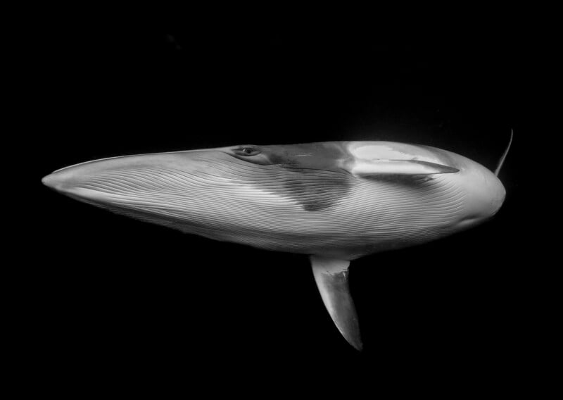 A black and white photo of a whale, likely a Minke whale, swimming gracefully against a dark, featureless background, highlighting the whale’s smooth body and grooves along its throat.