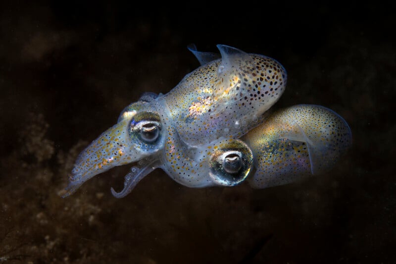A close-up underwater photo of a translucent, speckled bobtail squid with large, shiny eyes, illuminated against a dark background.