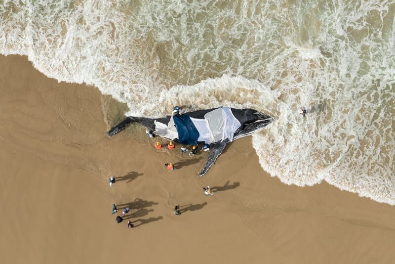 Aerial view of a large whale washed ashore on a sandy beach, partially covered with white and blue tarps. Several people stand around the whale, some in the water and some on the sand. Waves lap at the shore.
