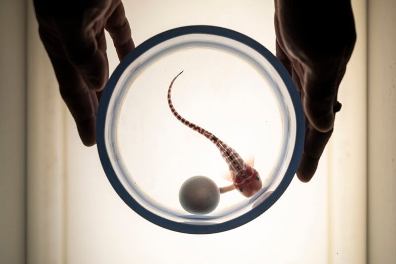Two hands hold a round container with a small aquatic animal, possibly a baby fish or amphibian, and a spherical object inside, all viewed from above against a light background.